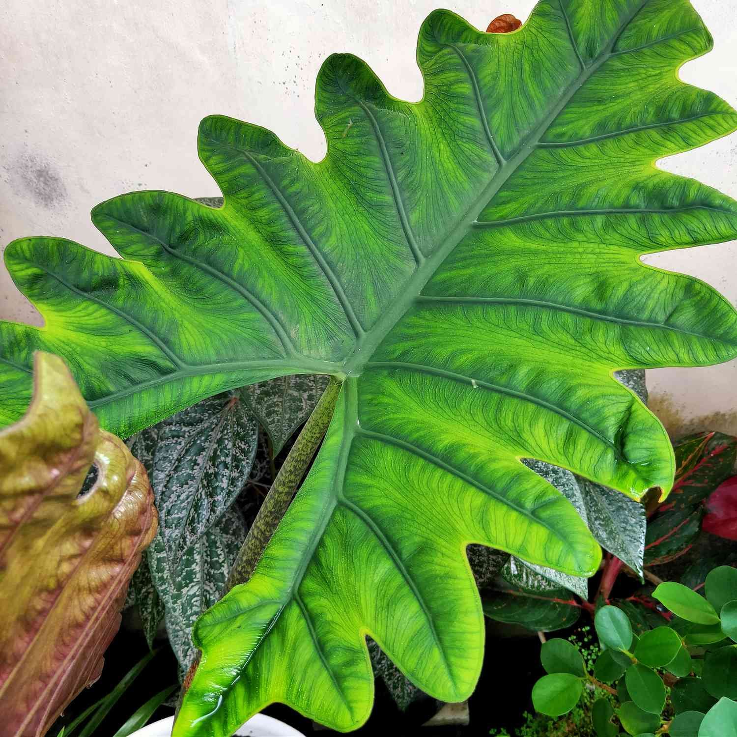 primer plano de la hoja de alocasia portei