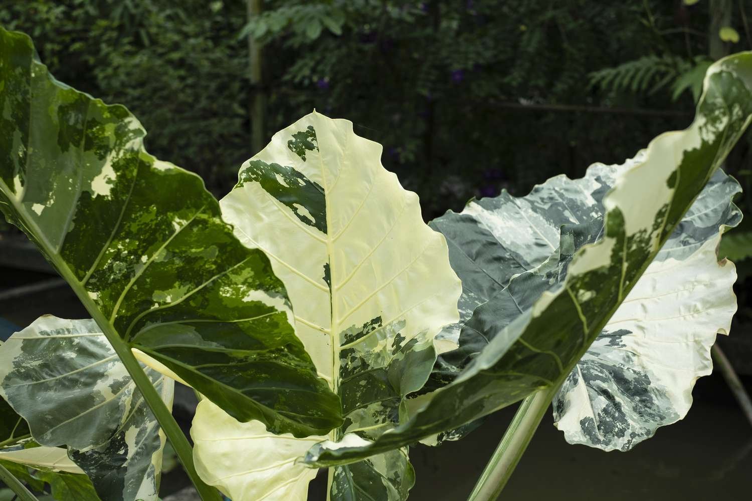 Alocasia Macrorrhiza Variegata Planta de oreja de elefante