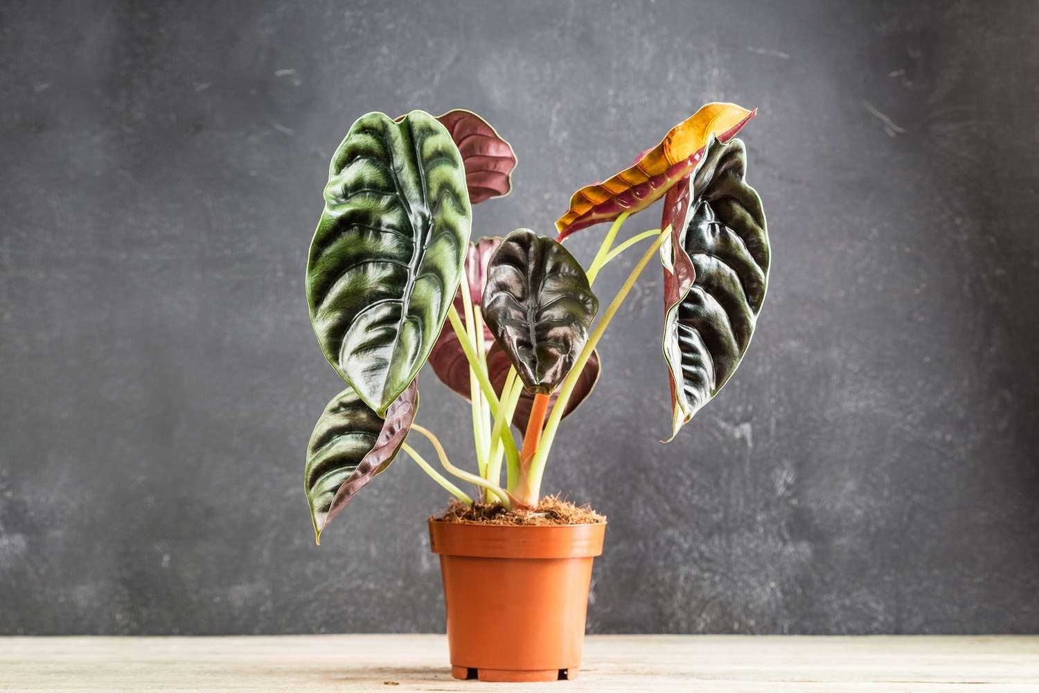 alocasia cuprea 'red secret' en maceta naranja sobre mesa con fondo gris