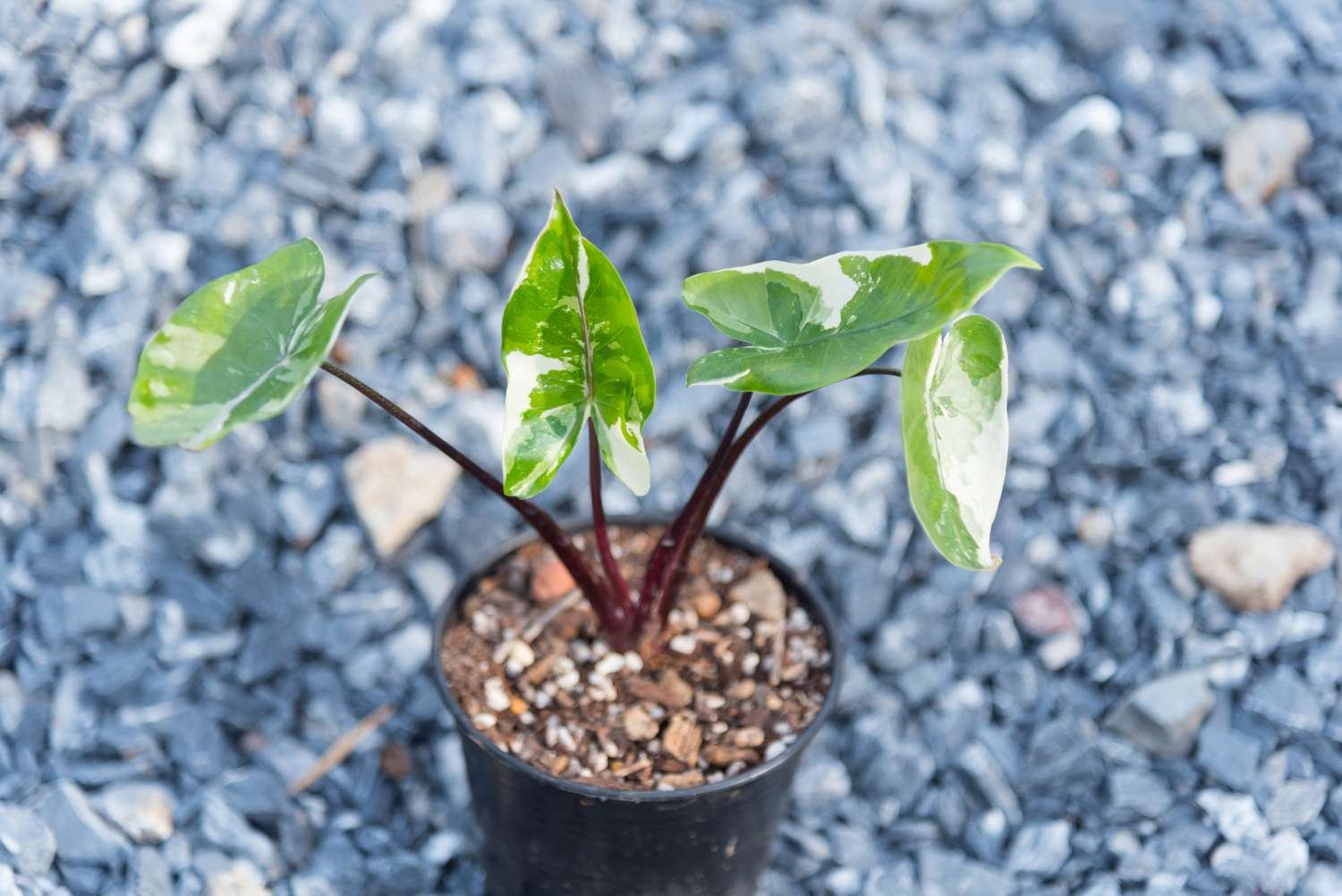 pequeña planta alocasia microrrhiza tallo negro oreja de elefante en maceta sobre superficie de grava