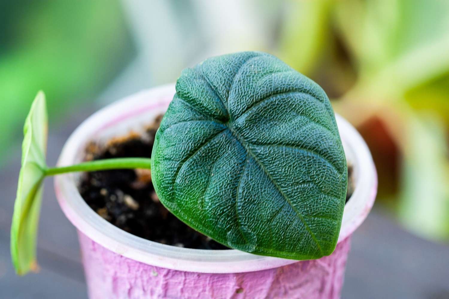 primer plano de planta joven de alocasia melo en maceta rosa