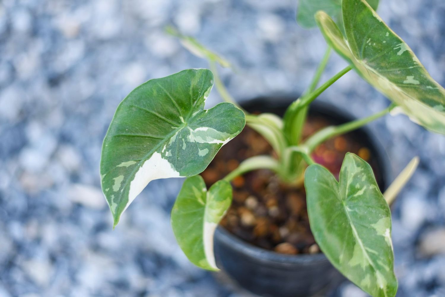 pequeña planta de alocasia okinawa silver en maceta sobre grava