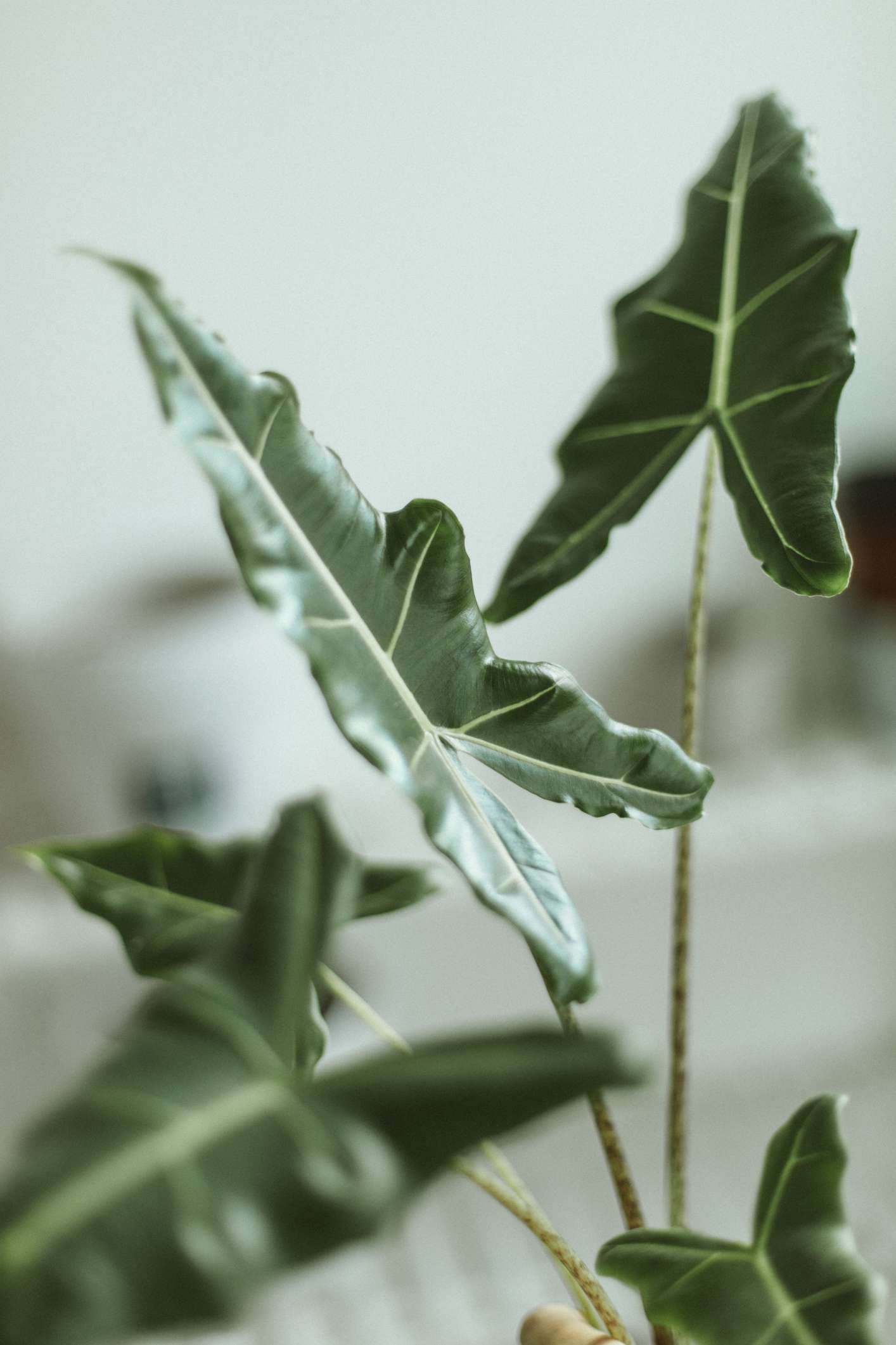 primer plano de la planta de interior alocasia sarian