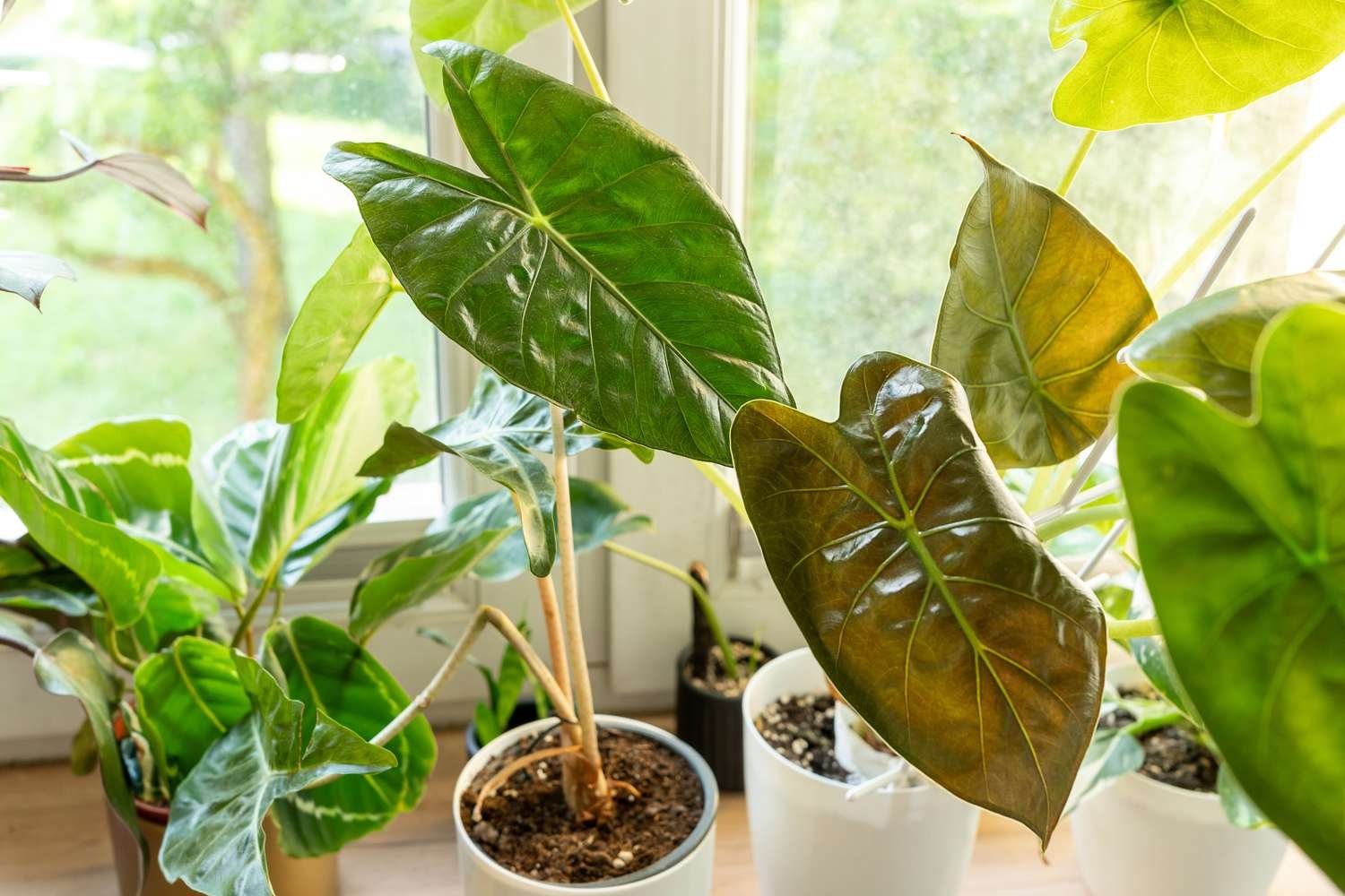 Plantas de Alocasia