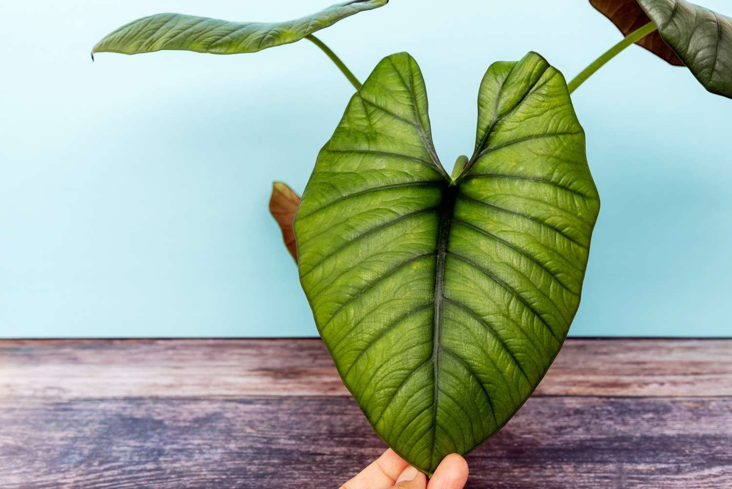 gran hoja verde de alocasia nebula imperialis en maceta sostenida con la mano