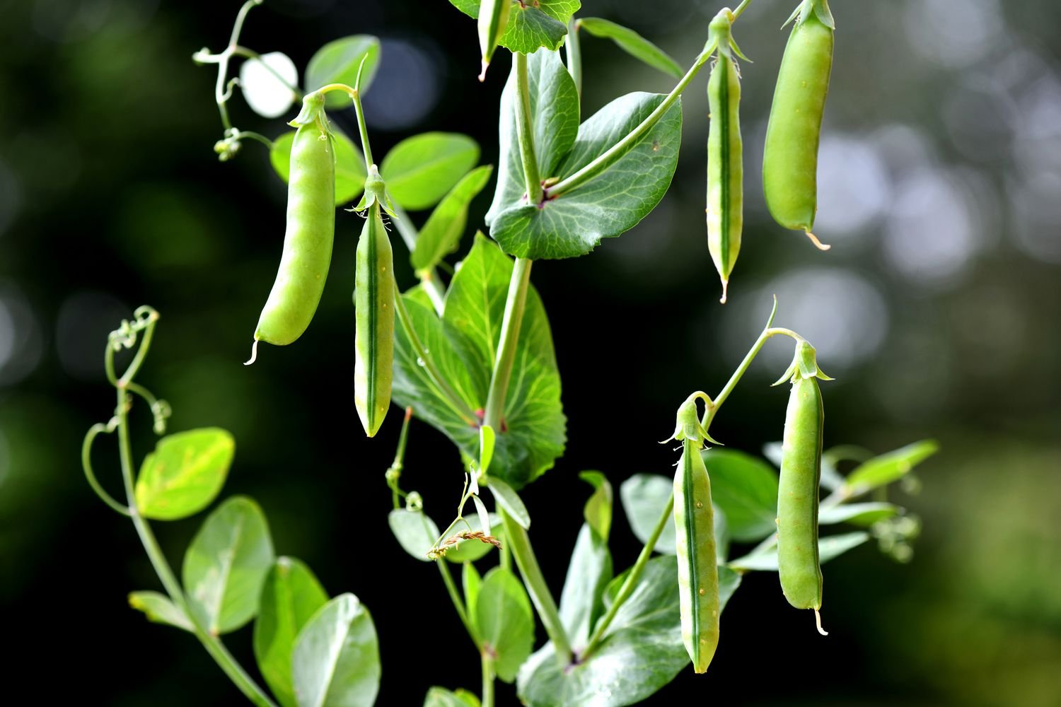 Guisantes de huerta