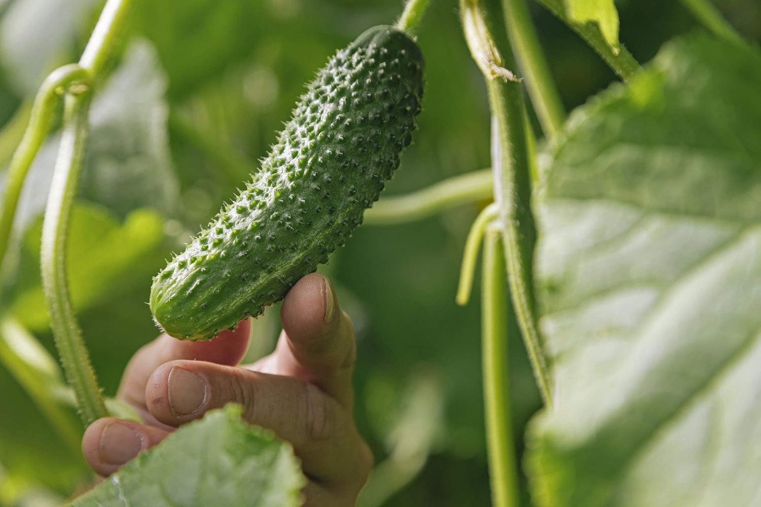 Planta de pepino