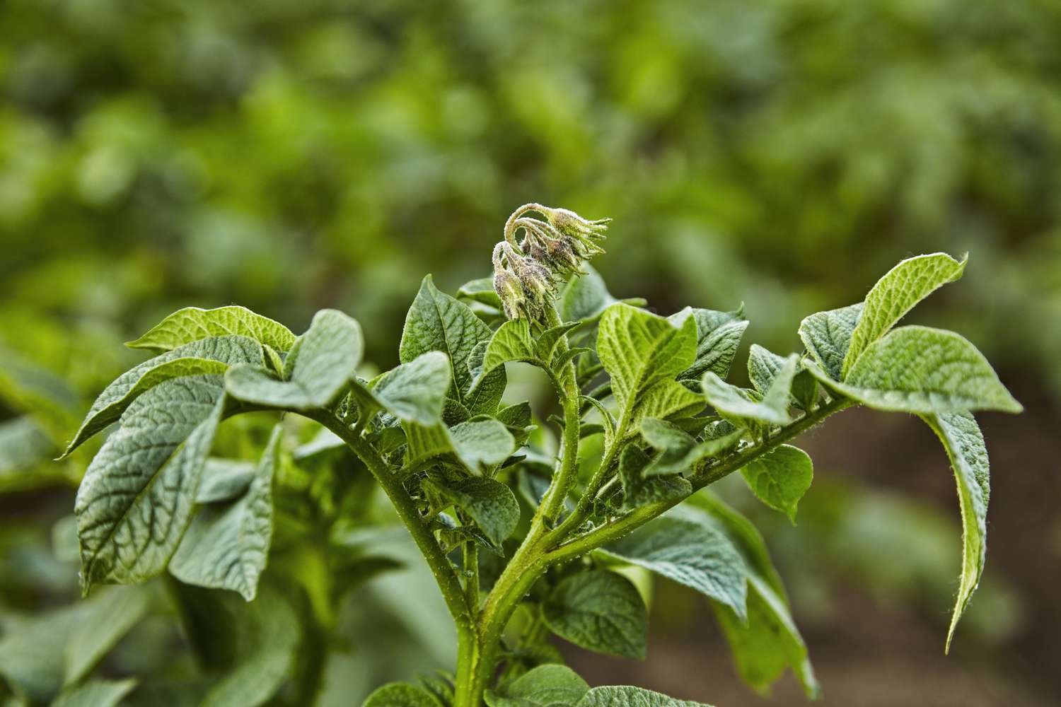 Planta de la patata