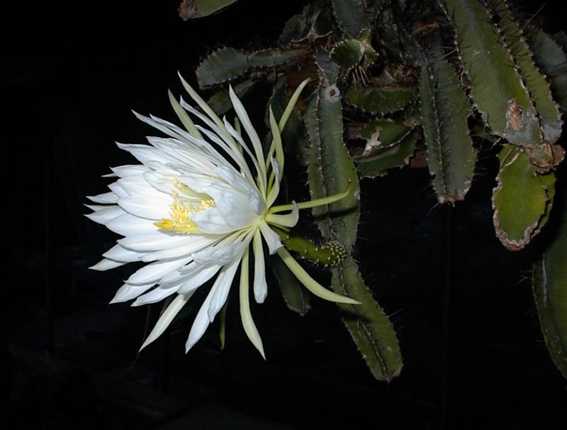 Ejemplo de la flor del cactus cola de perro