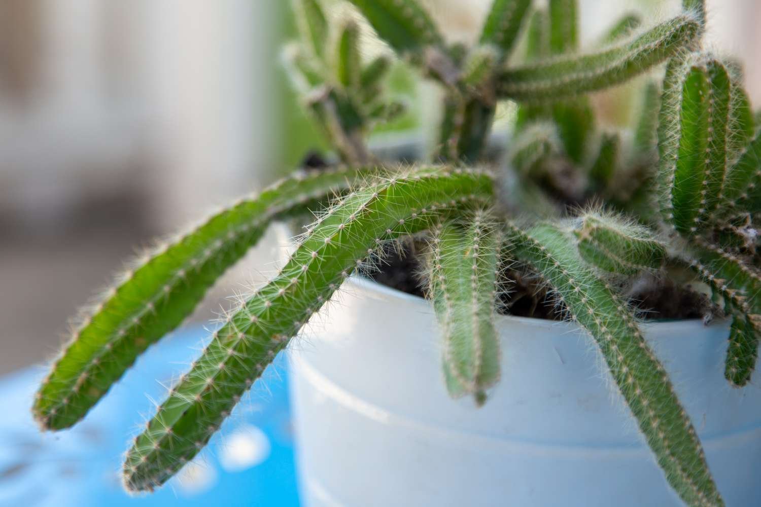 Cactus cola de perro con tallos delgados colgando sobre maceta blanca primer plano