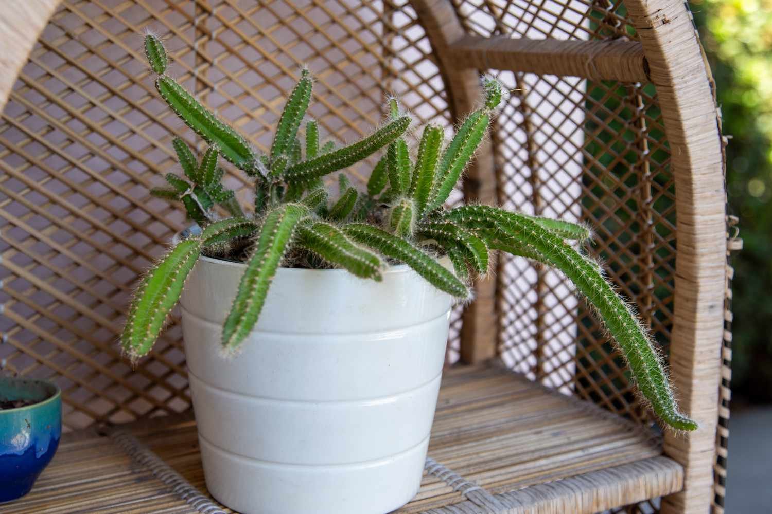 Cactus cola de perro en maceta blanca colocado en un estante de mimbre del armario