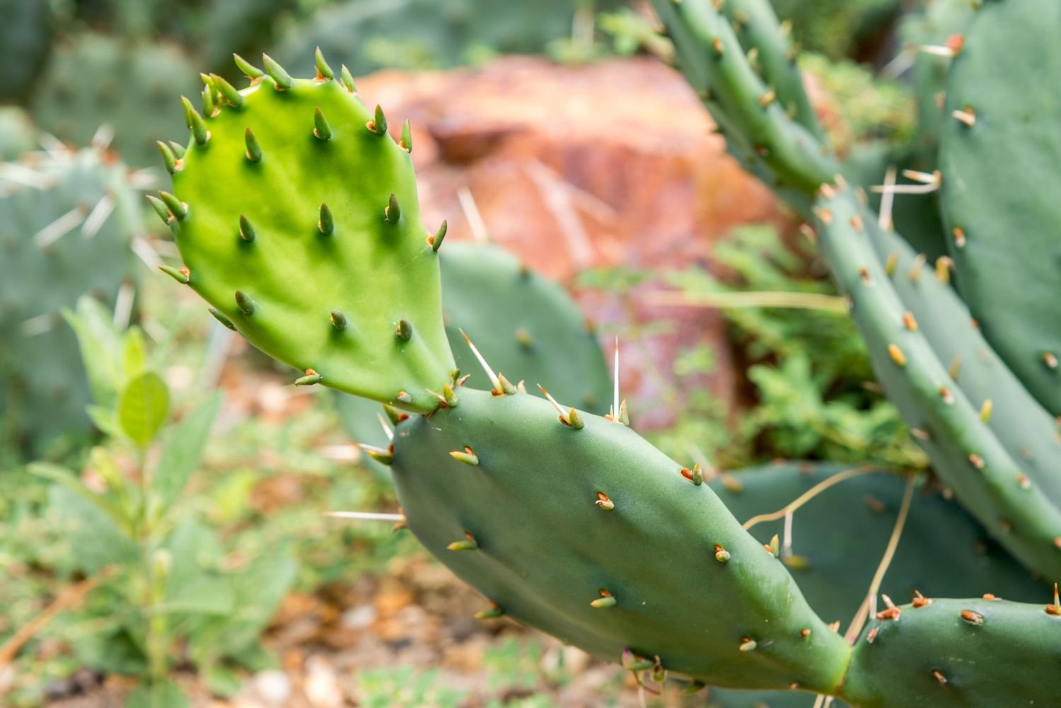 nopal espinoso