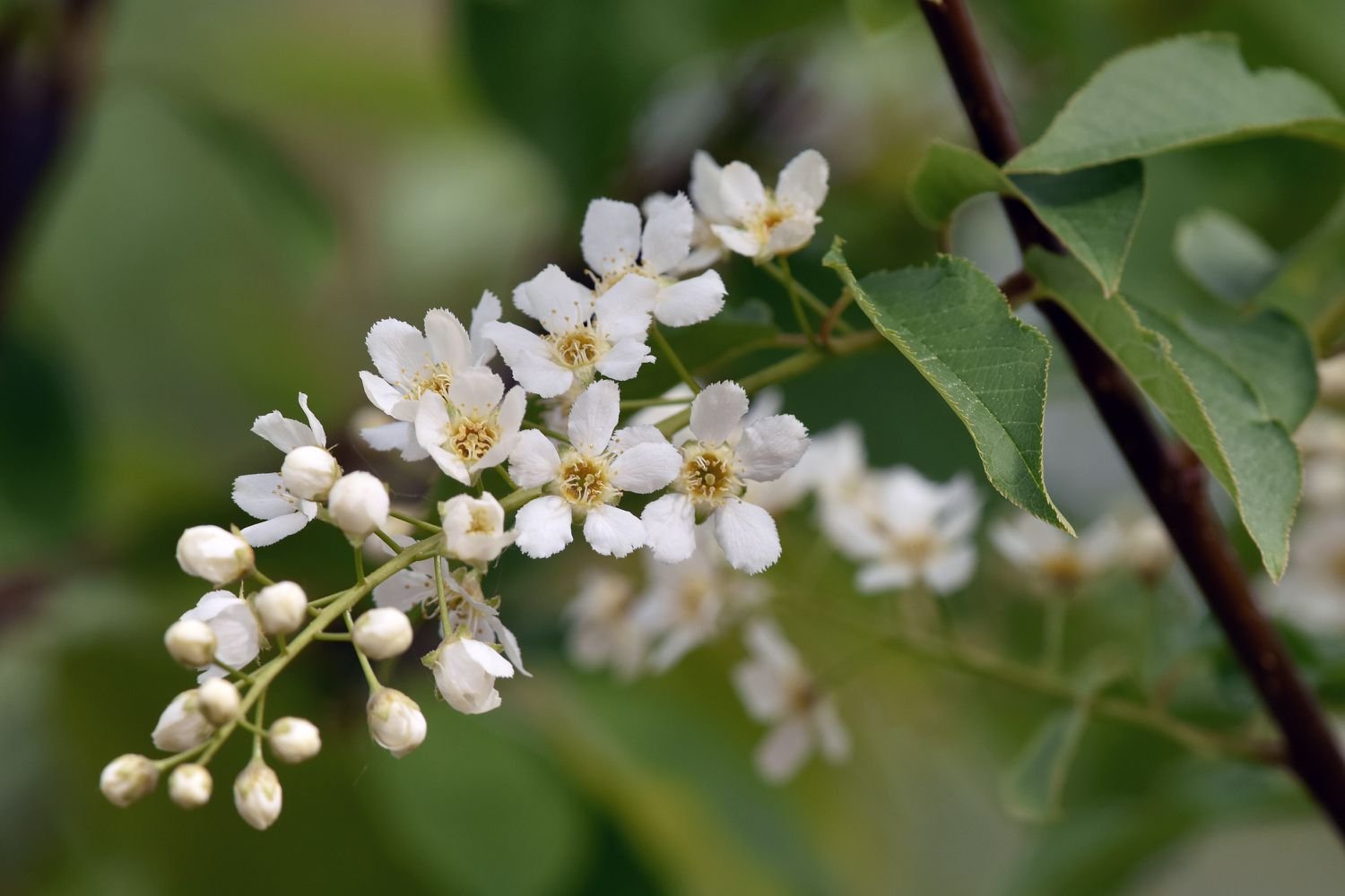 Flores de cerezo (Prunus virginiana)