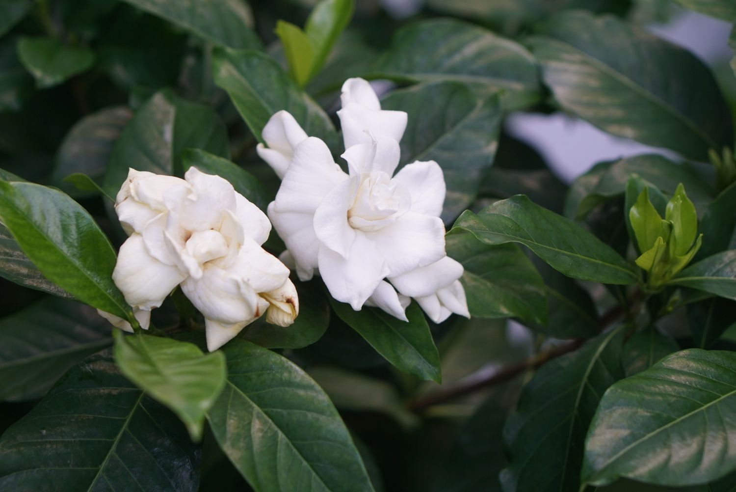 Primer plano de un arbusto de jazmín árabe con flores blancas onduladas rodeadas de hojas ovaladas de color verde oscuro