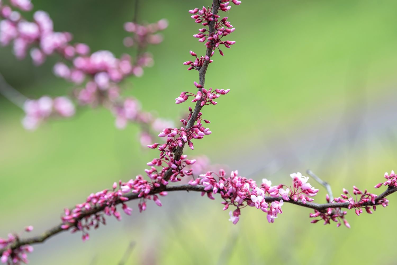 Rama de árbol de abeto rojo con diminutos capullos de flor rosa 