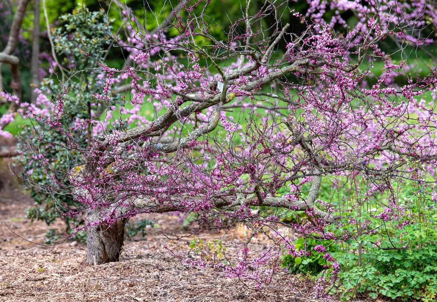 El abeto del bosque con largas ramas retorcidas y diminutas flores rosas