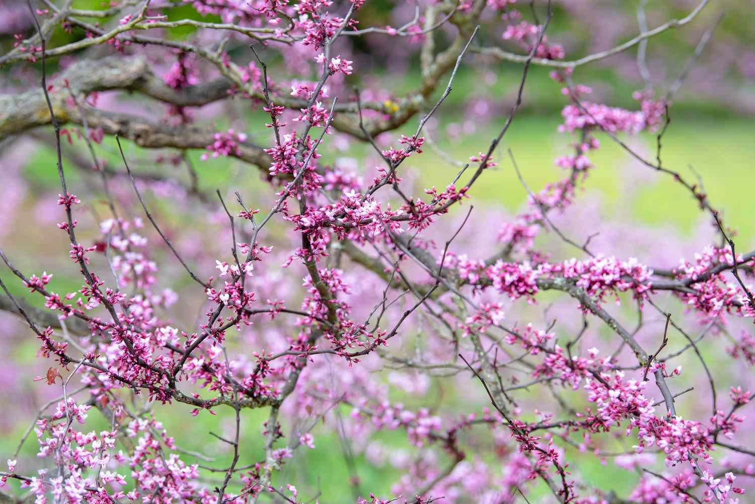 Redbud del pensamiento del bosque con pequeñas flores rosas en ramas retorcidas