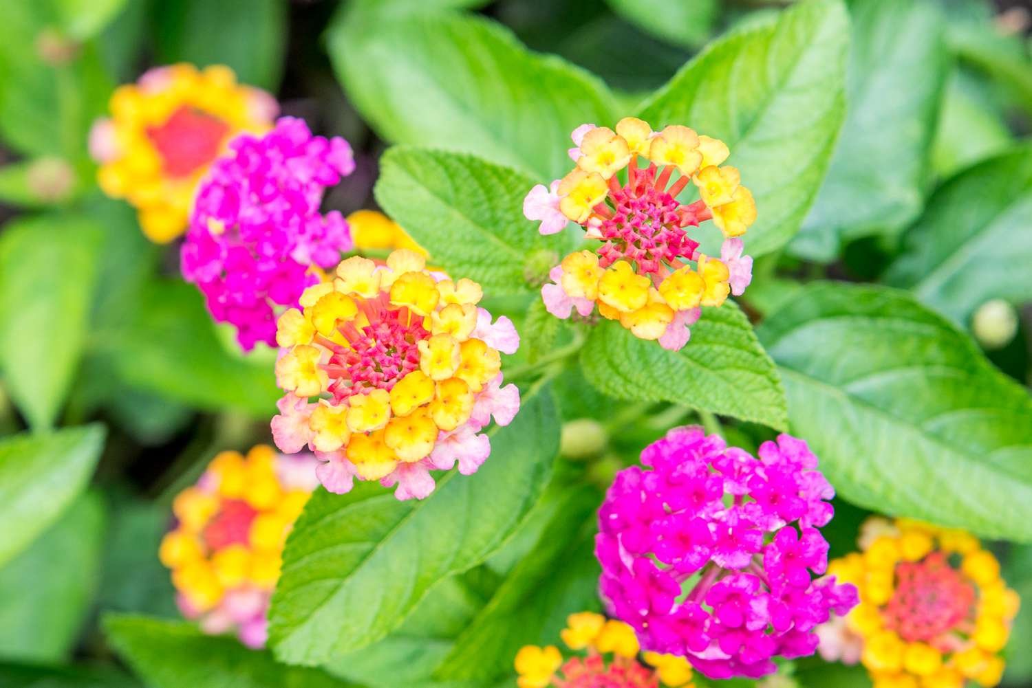 flores de lantana