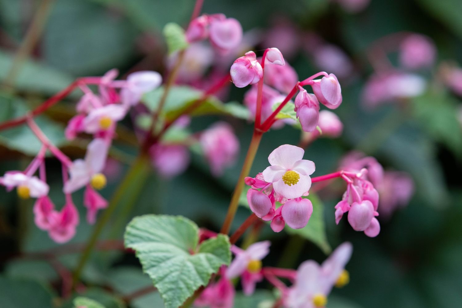 primer plano de begonias