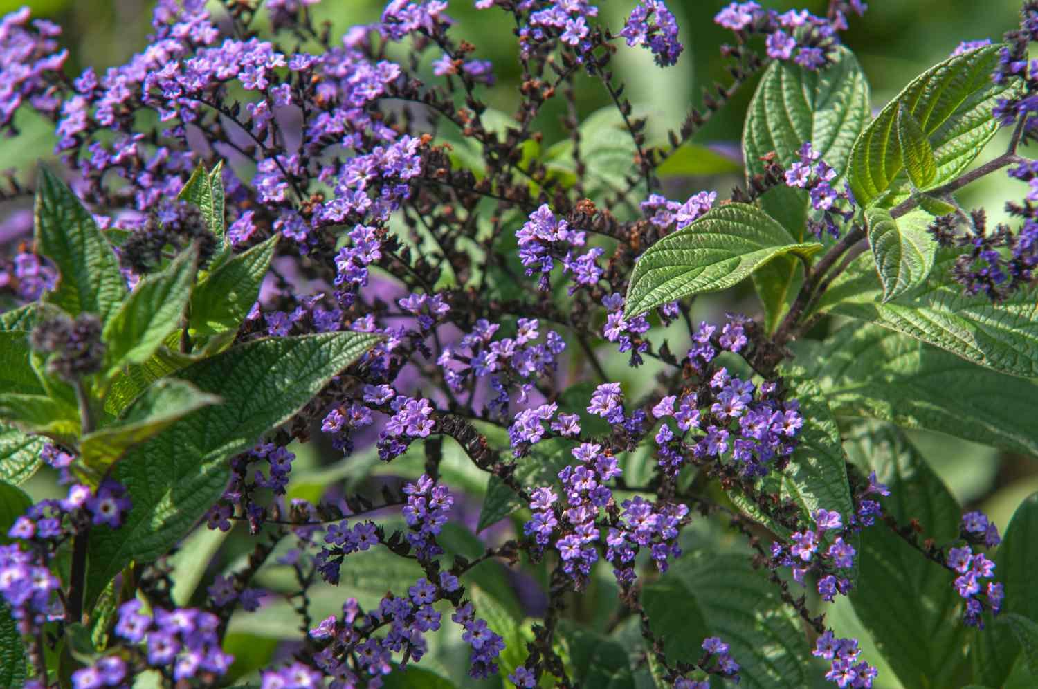 Heliotropo arborescens con flores y hojas púrpuras