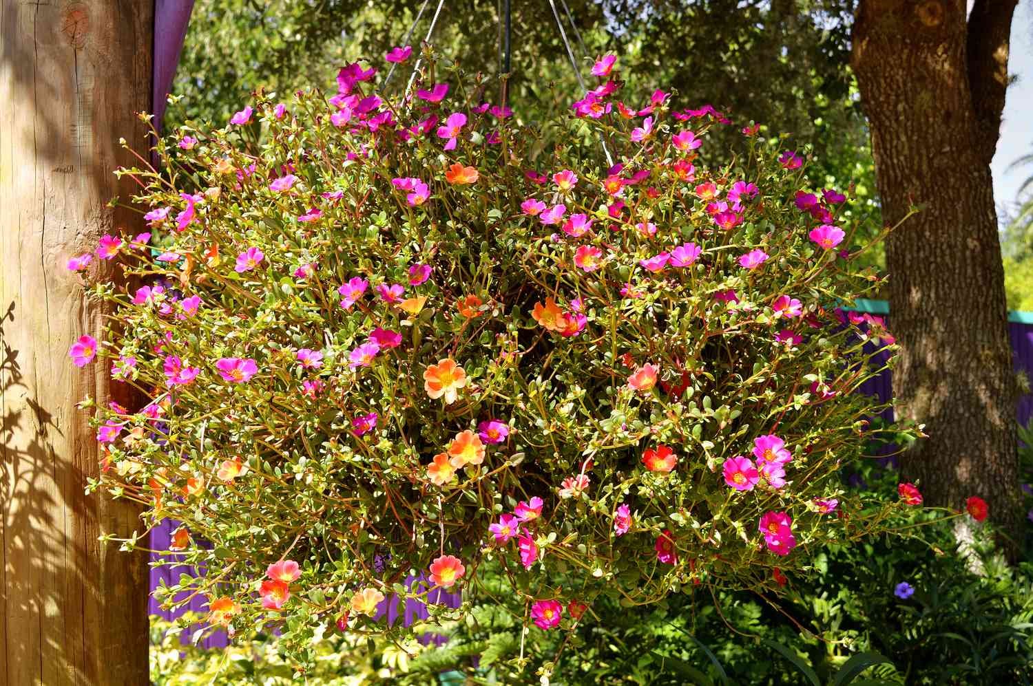 Cesta colgante de portulaca