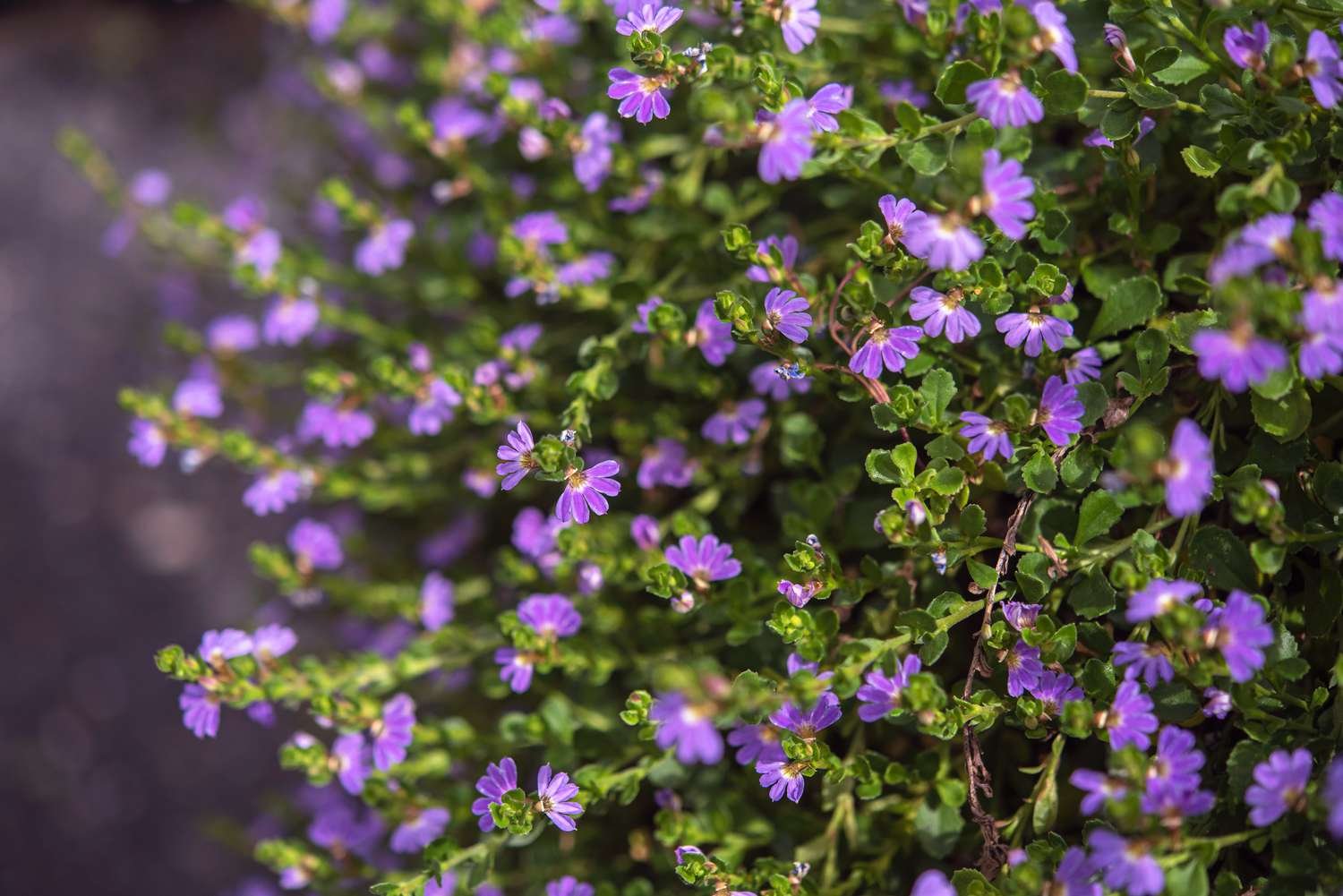 Planta de Scaevola con pequeñas flores púrpuras sobre finas hojas verdes primer plano