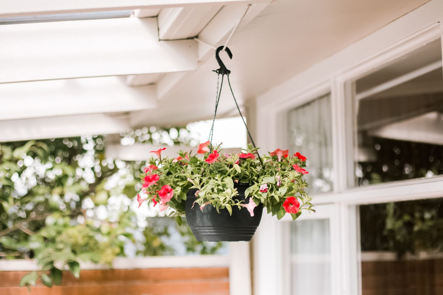 petunias en una cesta colgante