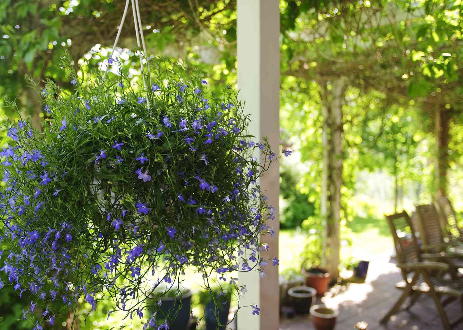 Lobelia en maceta colgante. 