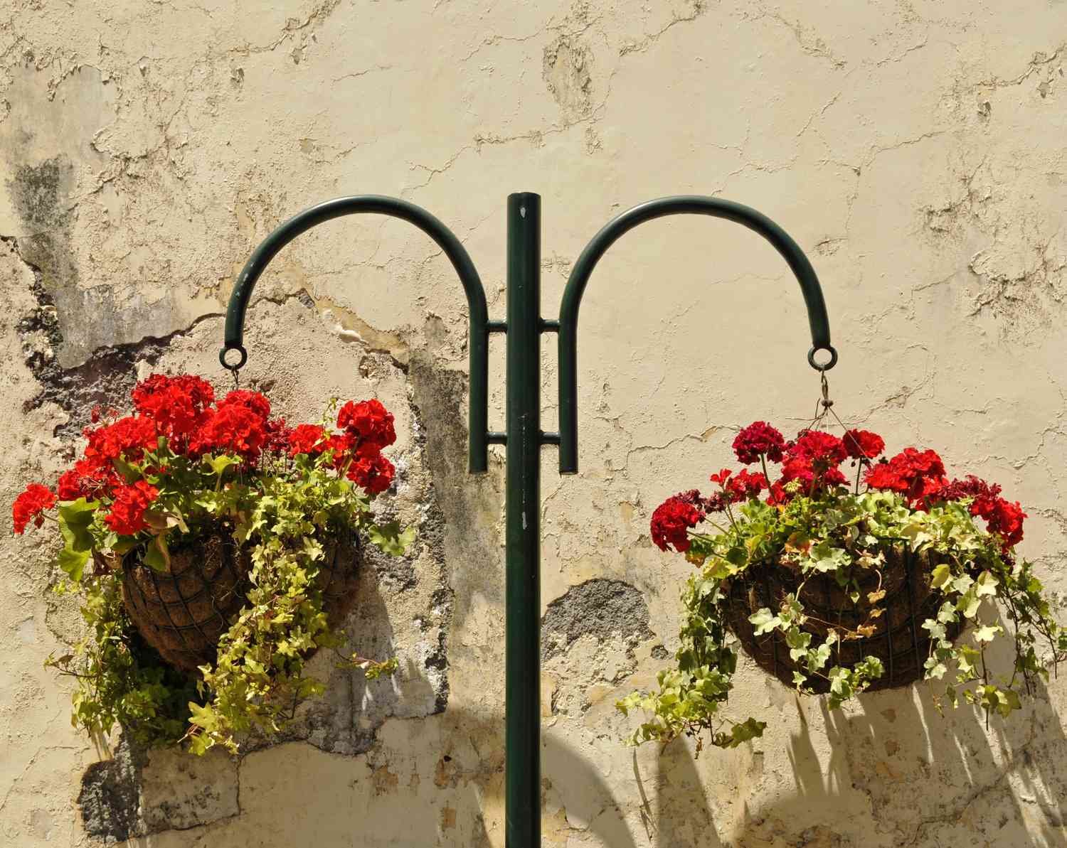 Dos cestas colgantes de Pelargoniums rojos