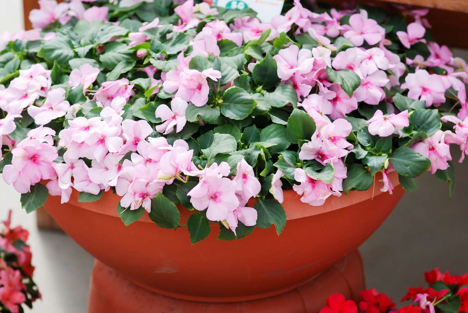 Flores rosas de Impatiens (Impatiens walleriana)