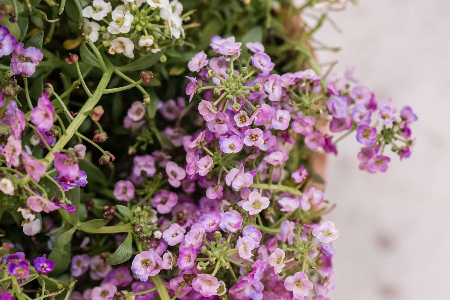 primer plano de alyssum dulce