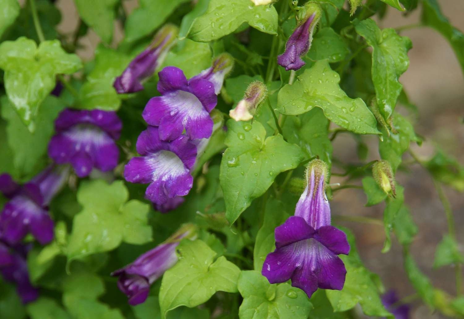 Enredadera de dragón con flores moradas y blancas en forma de trompeta y hojas verdes brillantes en forma de punta de flecha primer plano