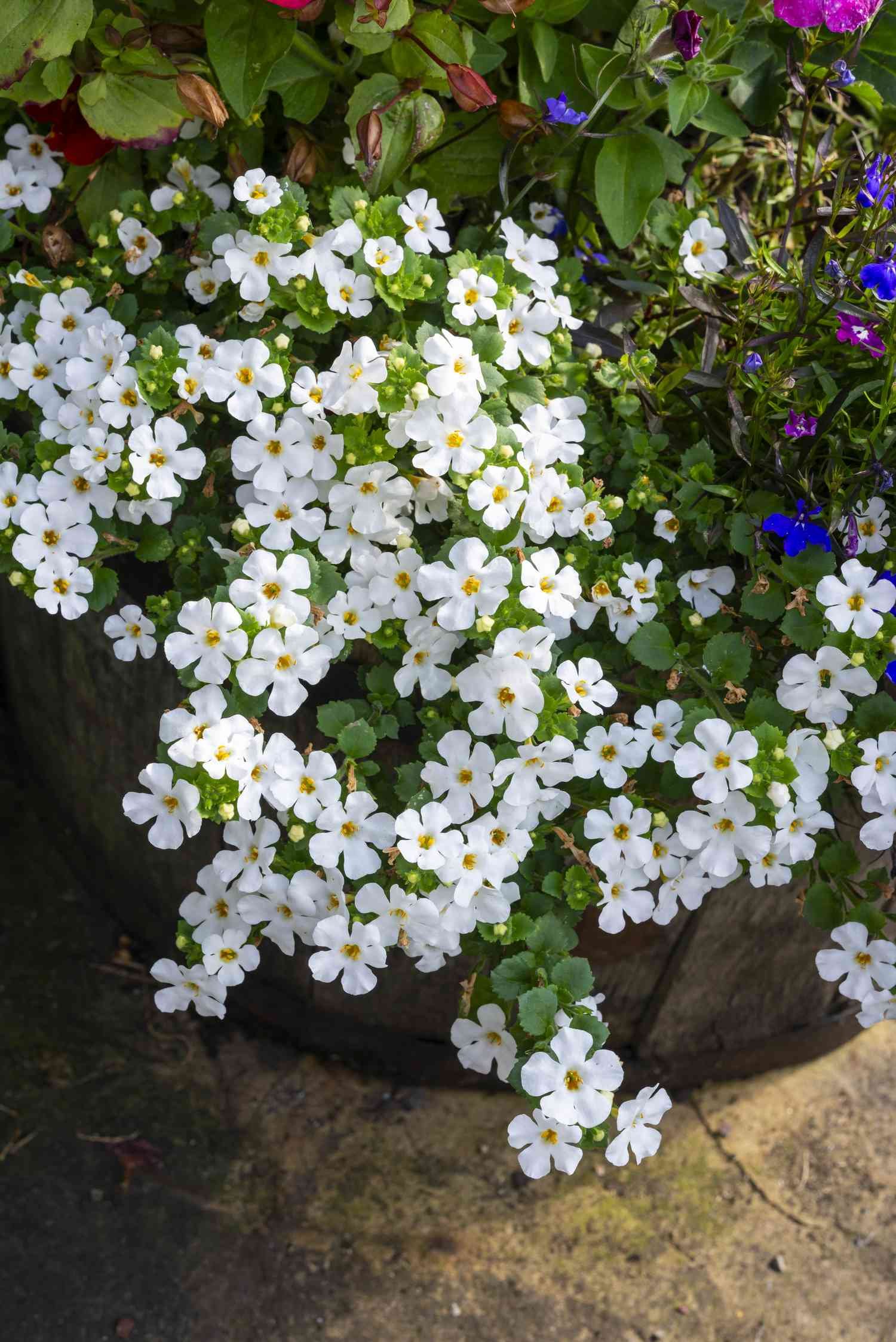 La planta Bacopa