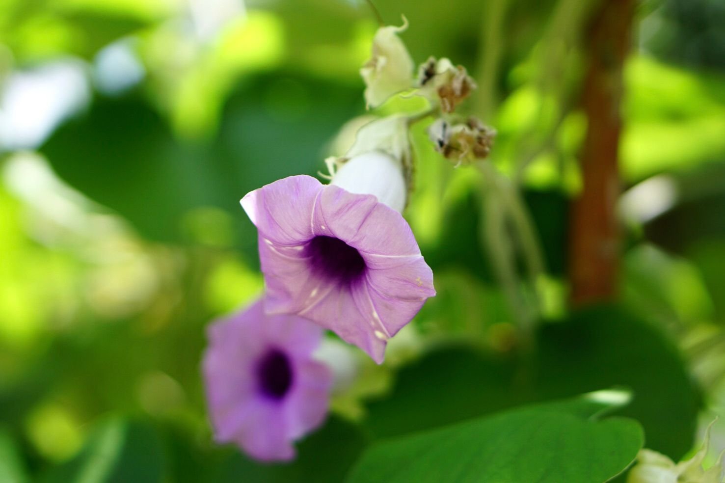 Primer plano de la flor Morning Glory con pétalos en forma de copa de color púrpura claro