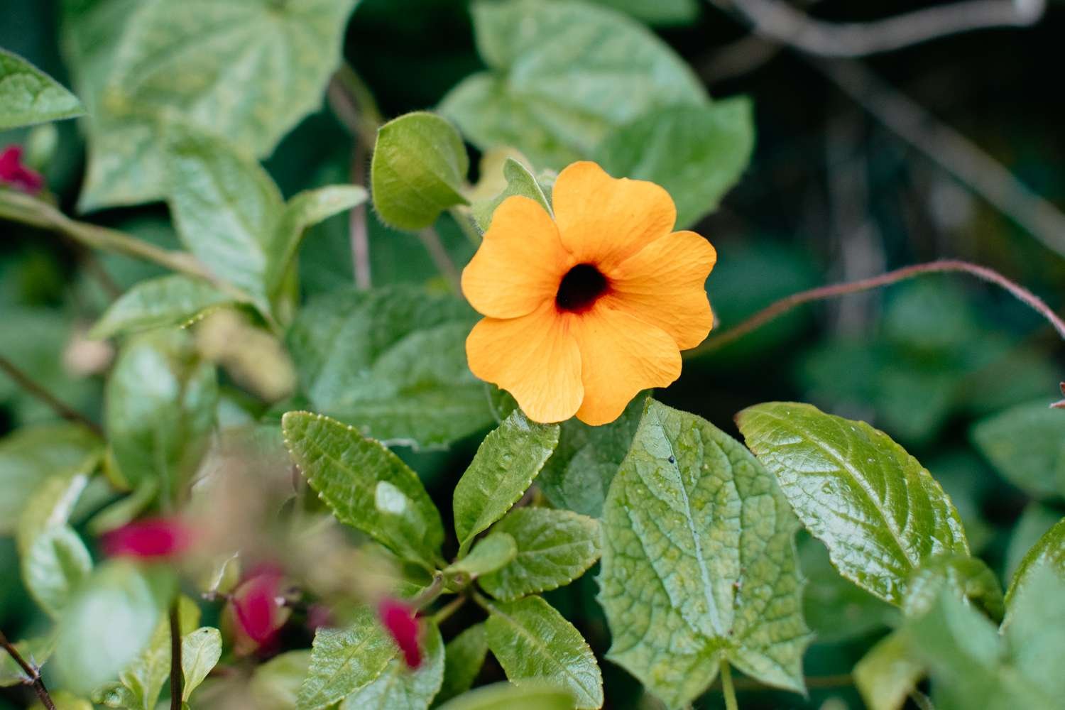 Primer plano de la floración de una enredadera de Susana de ojos negros