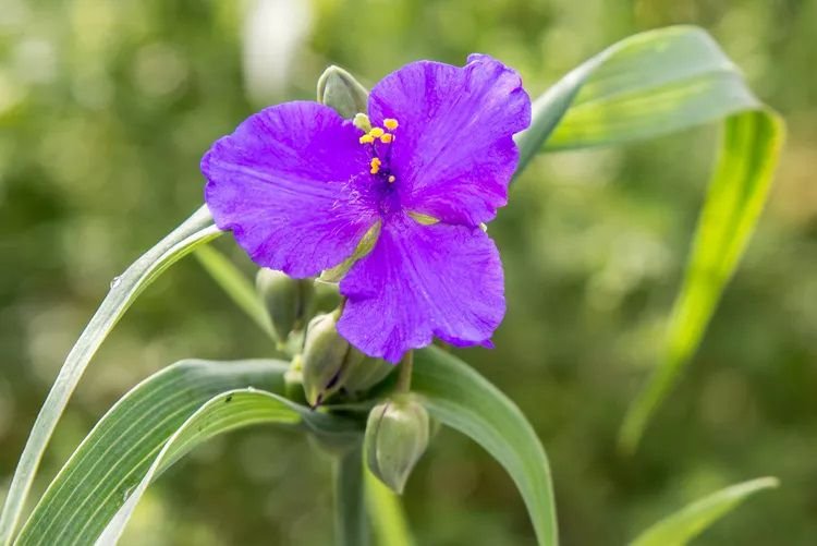 Primer plano de la flor púrpura de la planta spiderwort