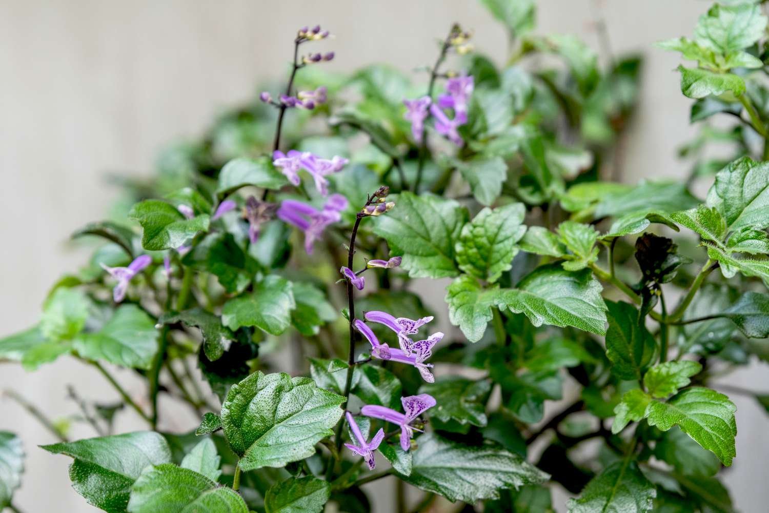 Planta de lavanda de Mona con pequeñas flores tubulares púrpuras en finas espigas rodeadas de hojas.