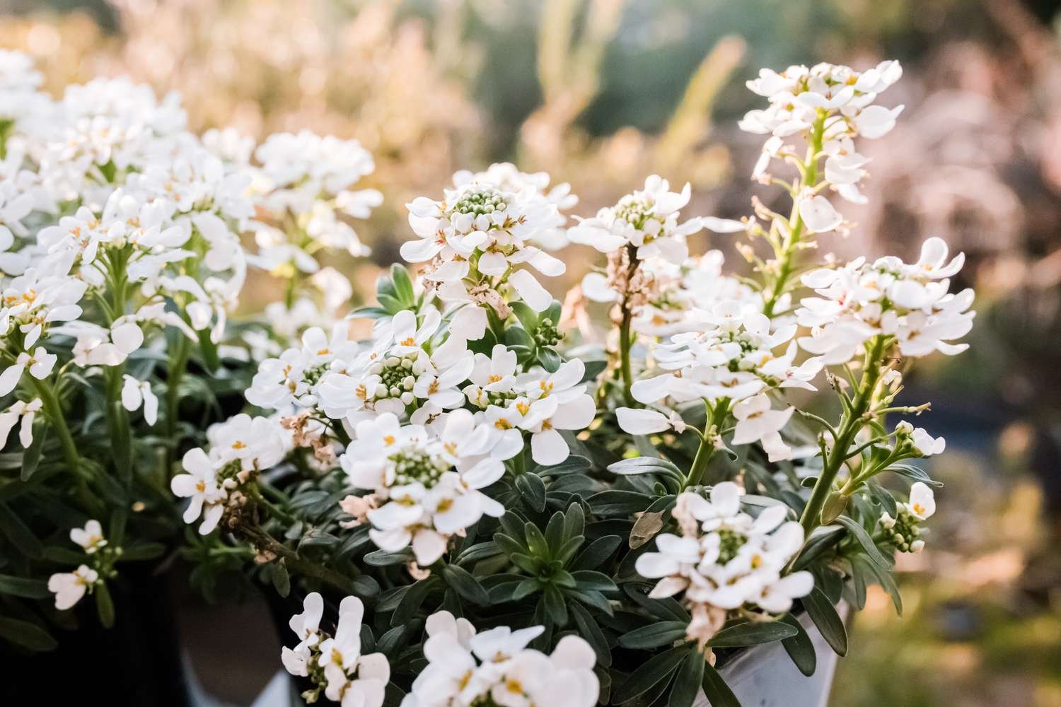 flores candytuft