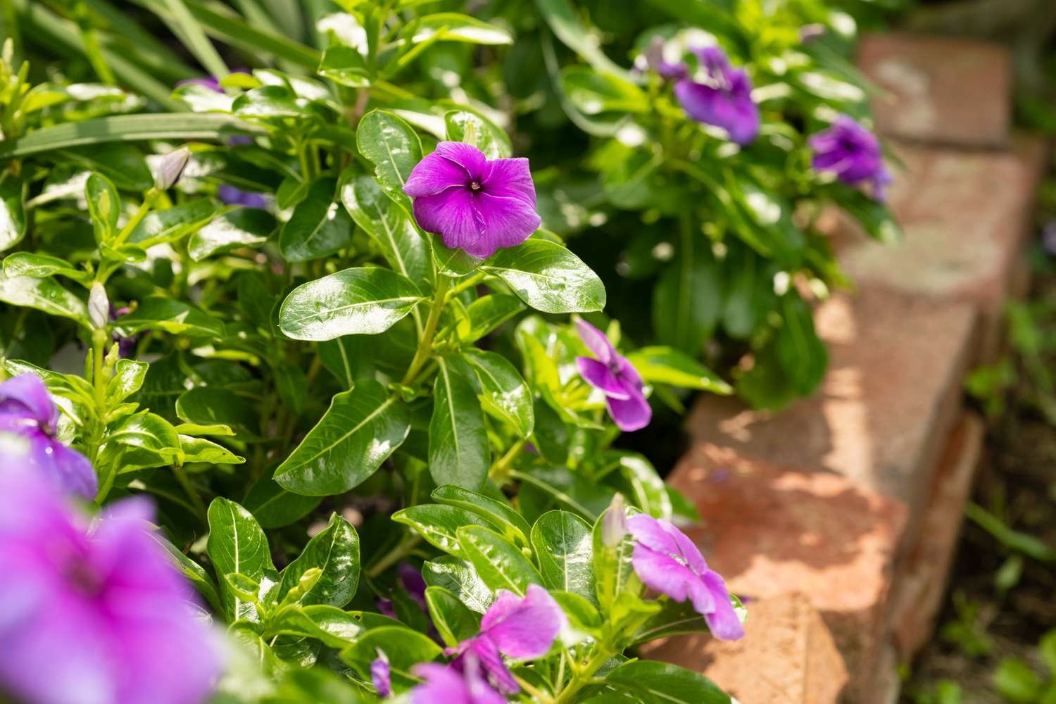 flores de vinca anual