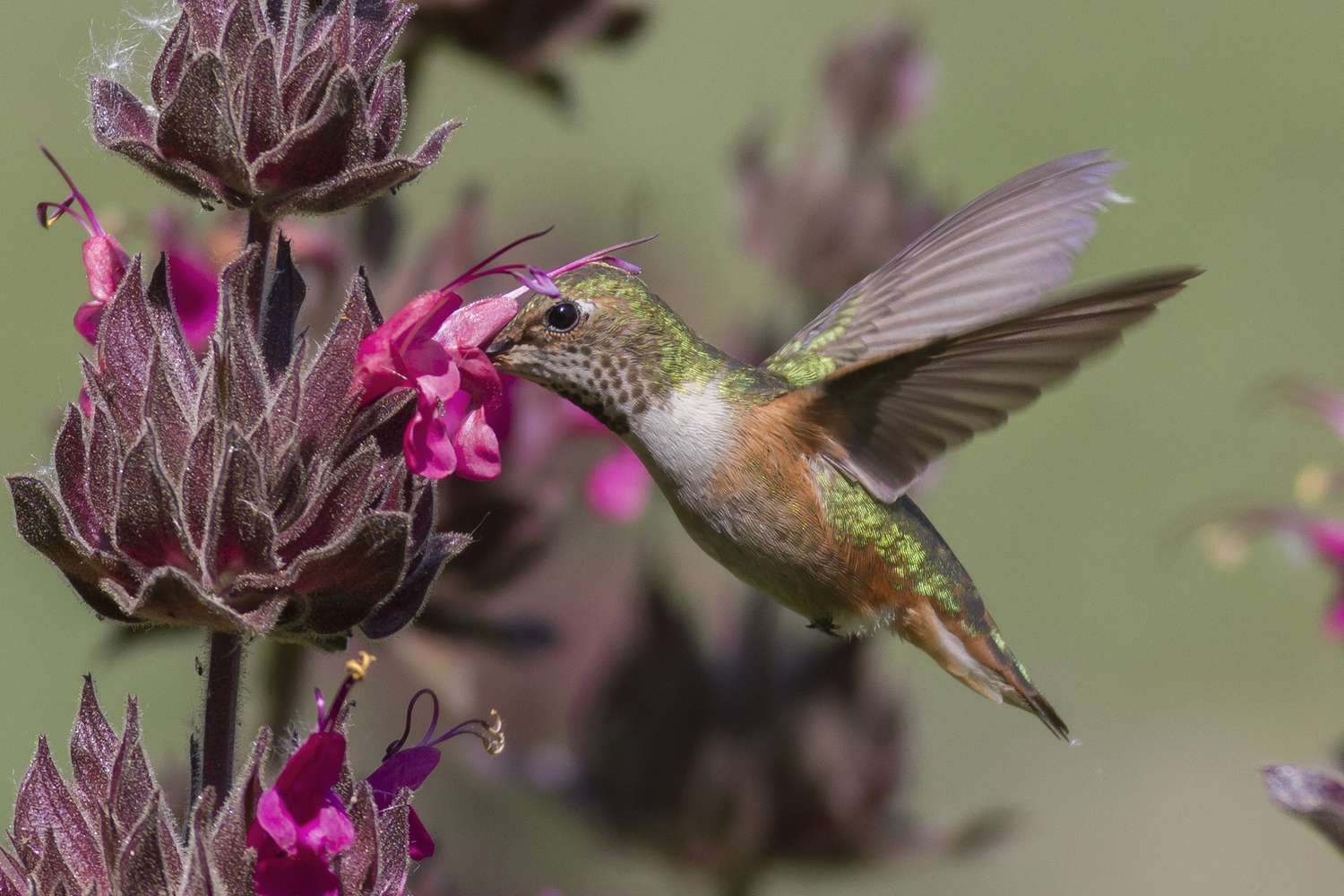 Colibrí alimentándose de salvia colibrí