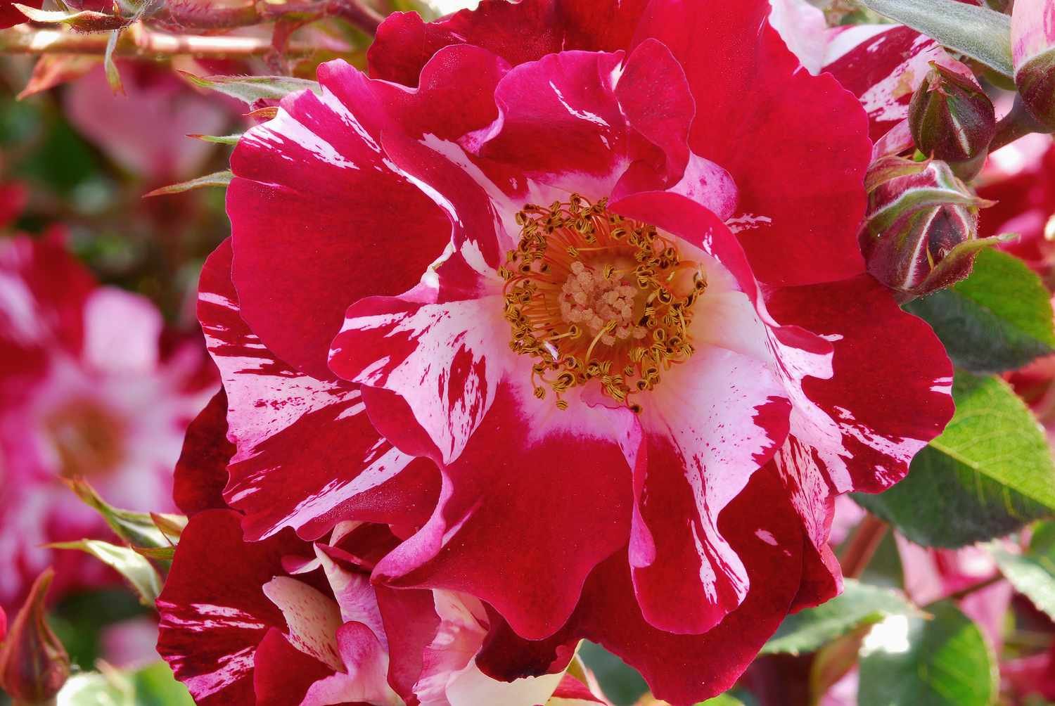 Rosa del 4 de julio