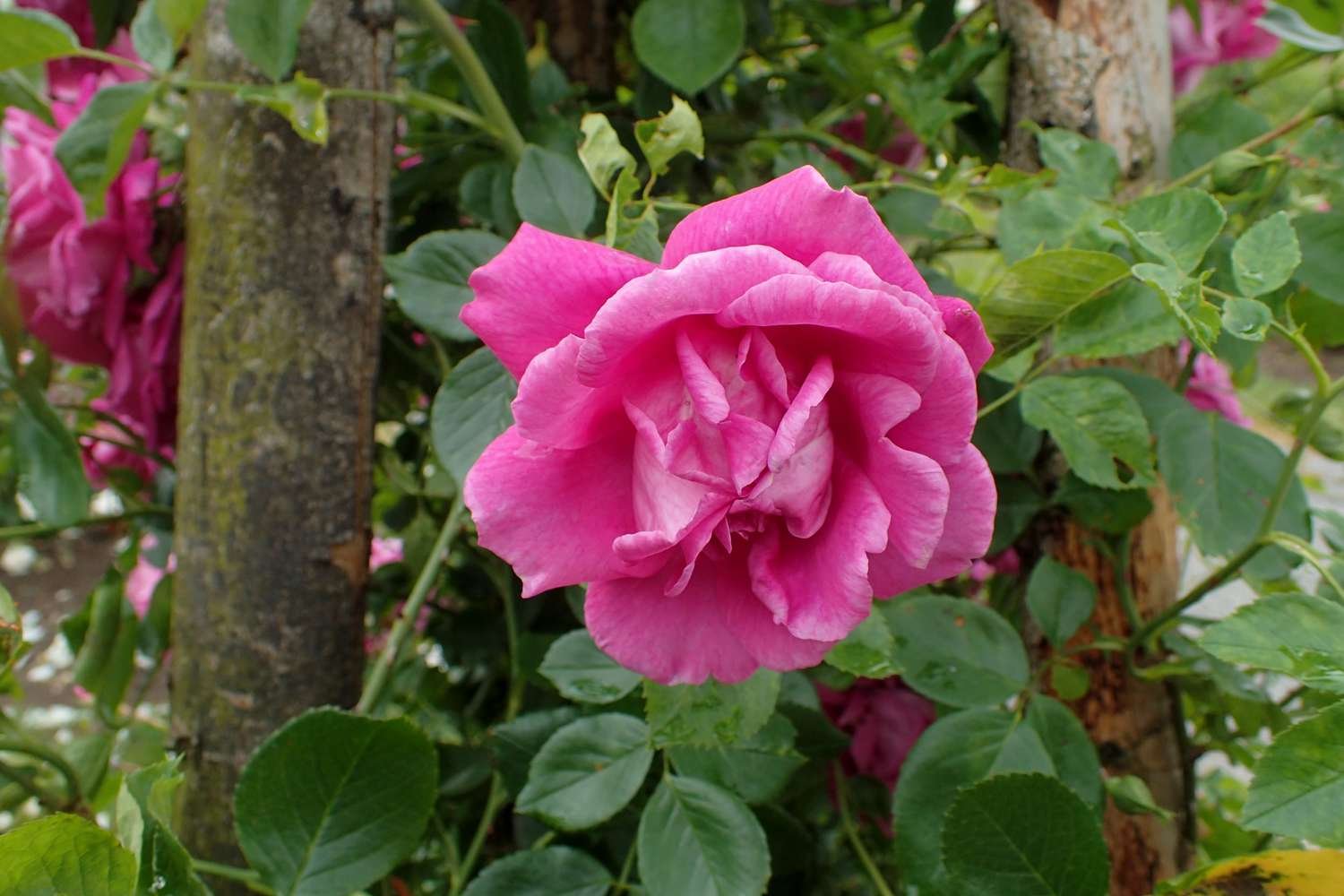 Rosa 'Belleza americana