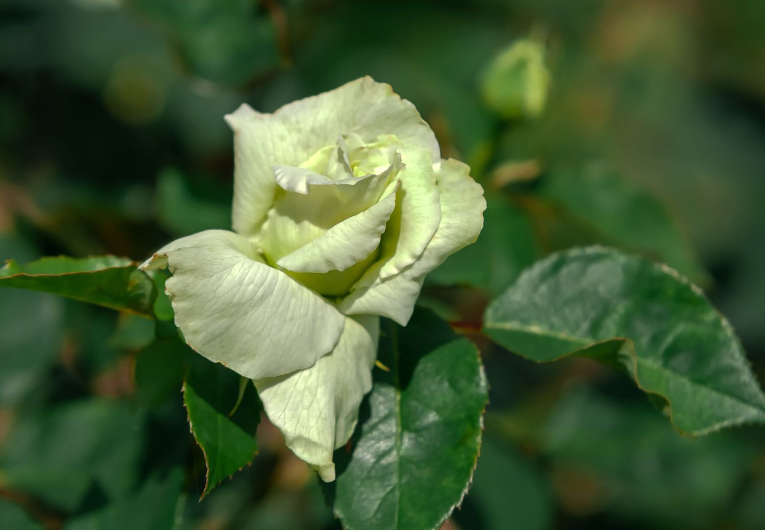 Primer plano de una rosa verde