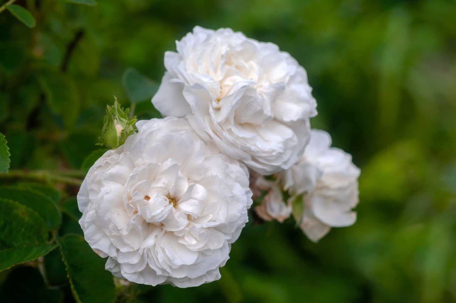 Primer plano de rosas blancas