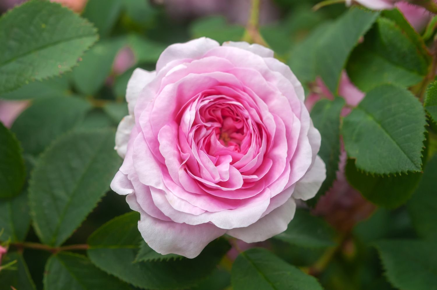 Primer plano de una rosa rosa