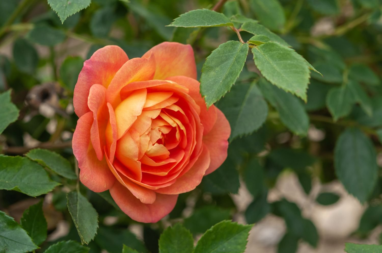 Primer plano de una rosa de color naranja