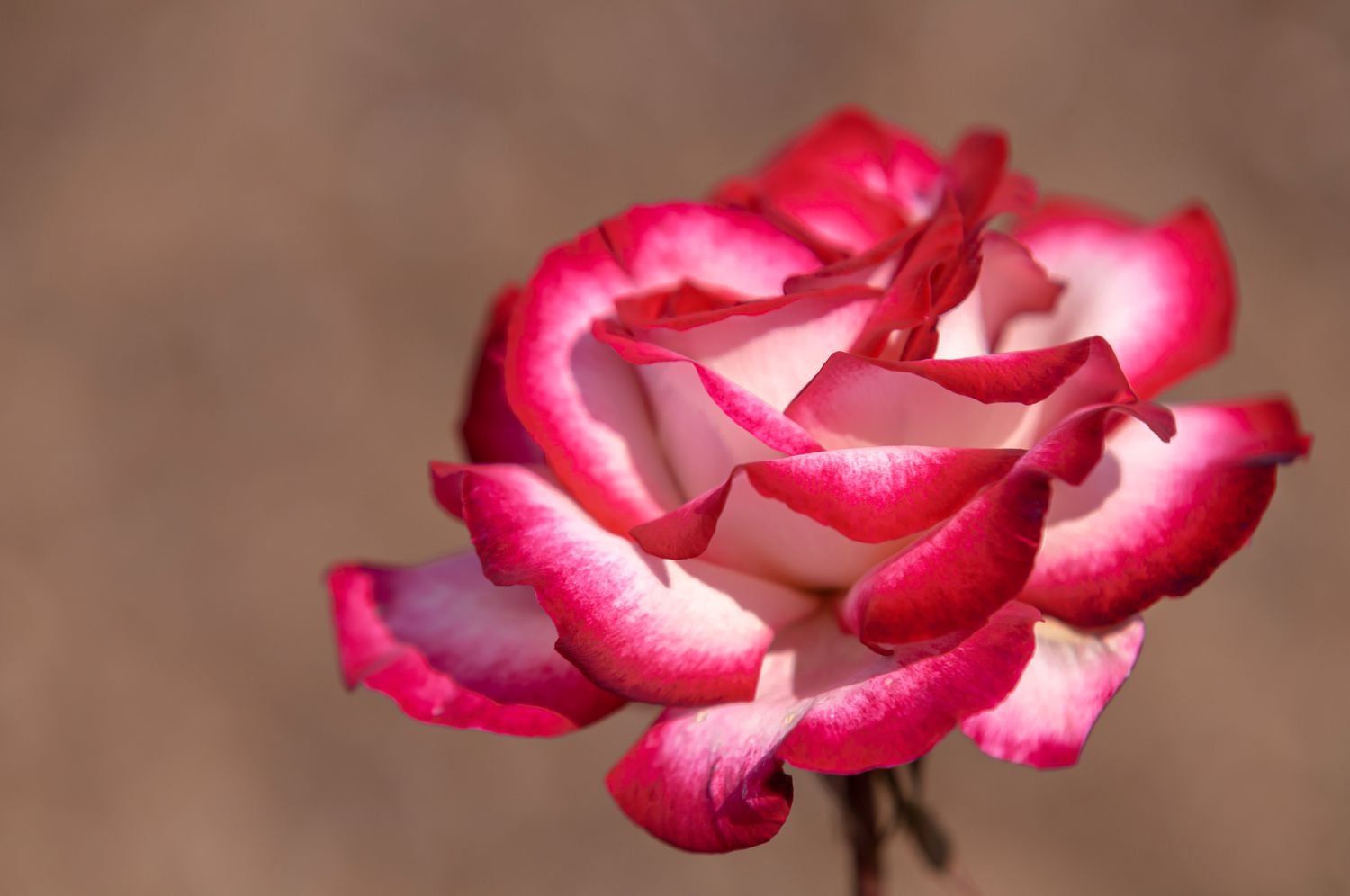 Primer plano de una rosa bicolor rosa y blanca