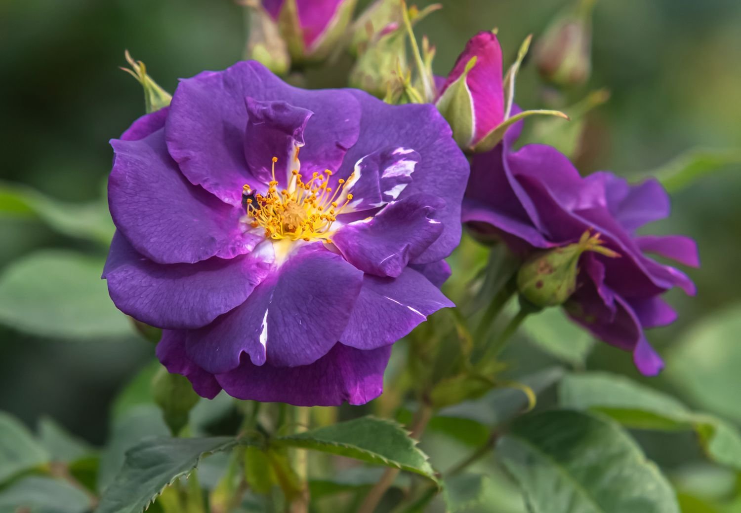 Primer plano de una rosa de color púrpura