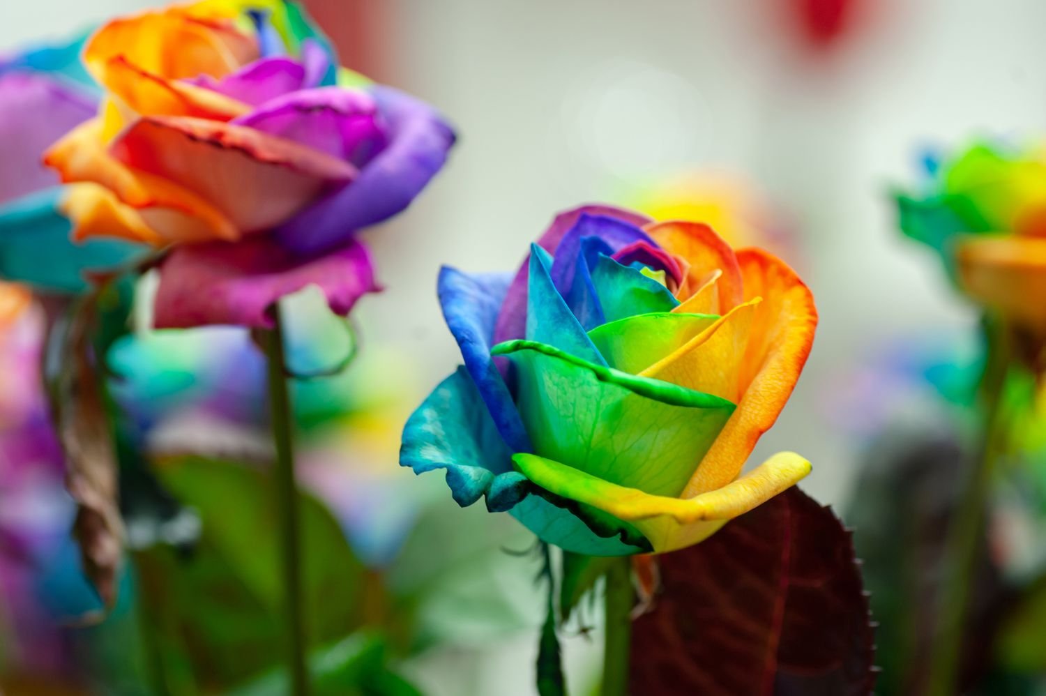 Primer plano de rosas con los colores del arco iris