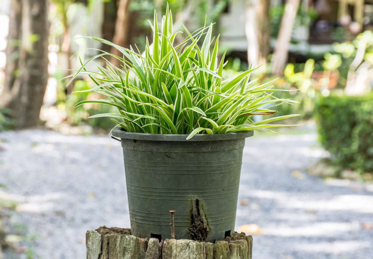 planta araña bichetii